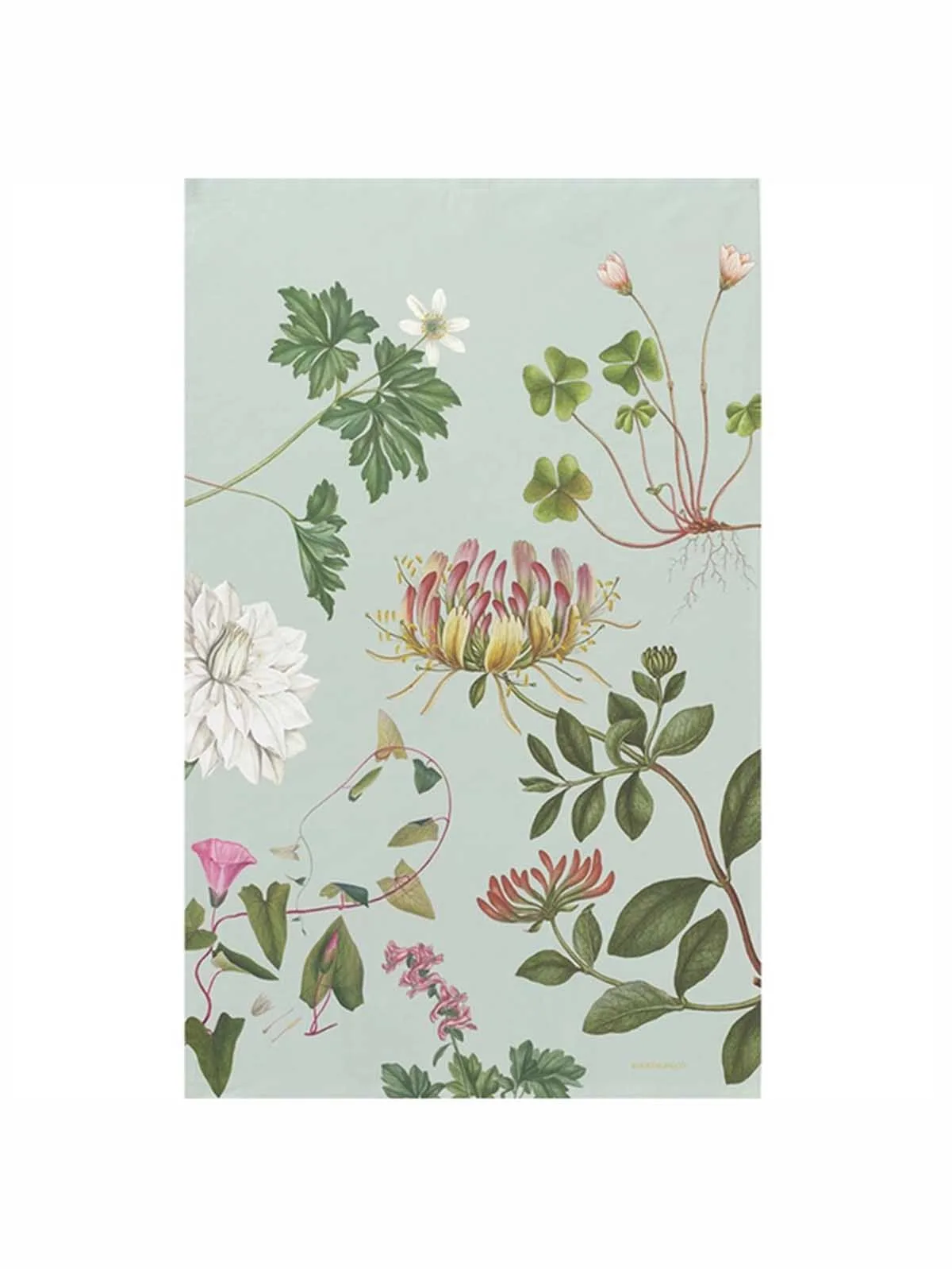 Viskestykke - Flora Danica