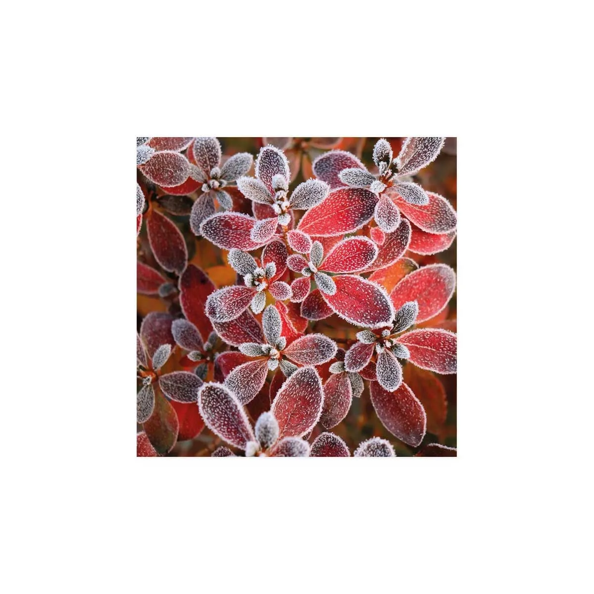 "Freezy red flower"